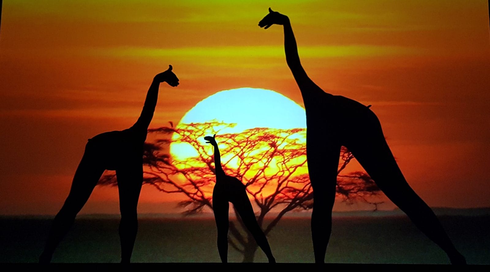 Moving Shadows Giraffen